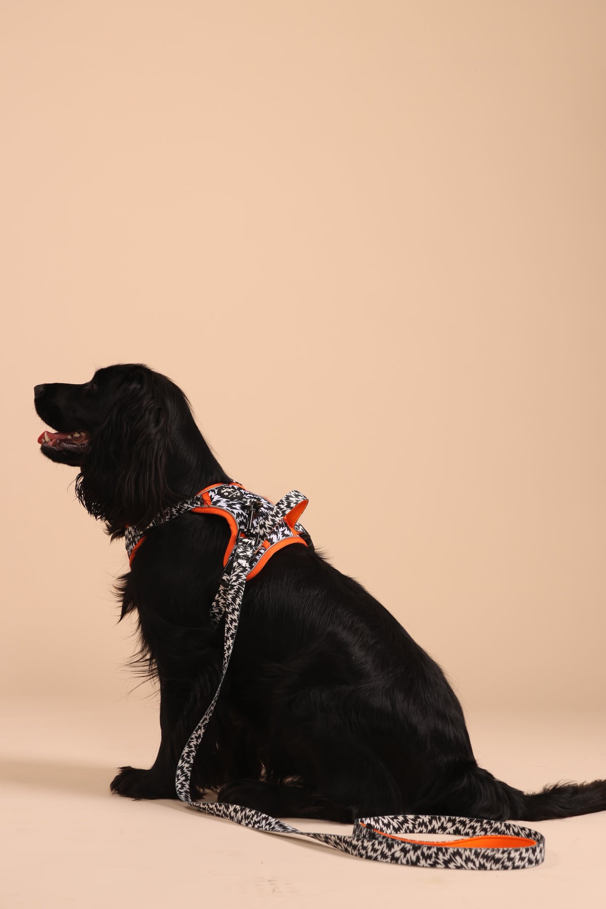Wiggle & Woof x Eley Kishimoto Flash Dog Lead