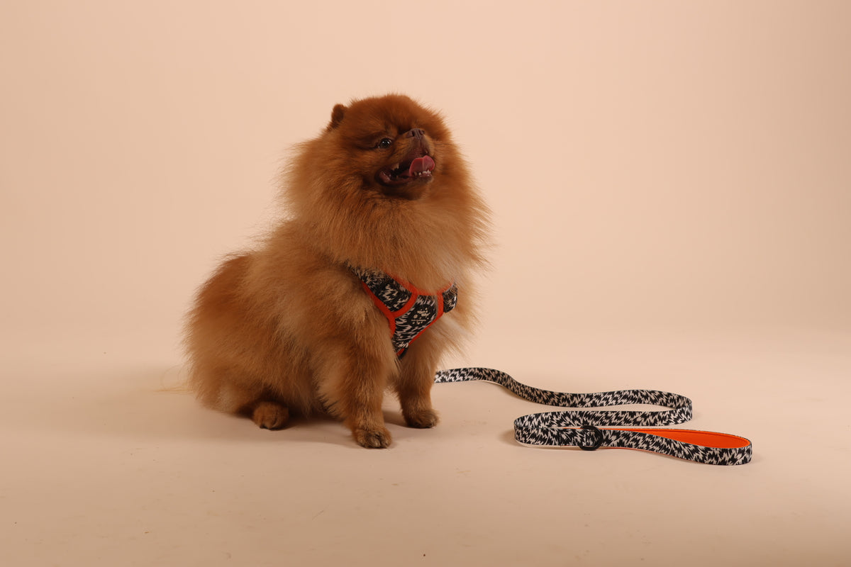 Wiggle & Woof x Eley Kishimoto Flash Dog Lead
