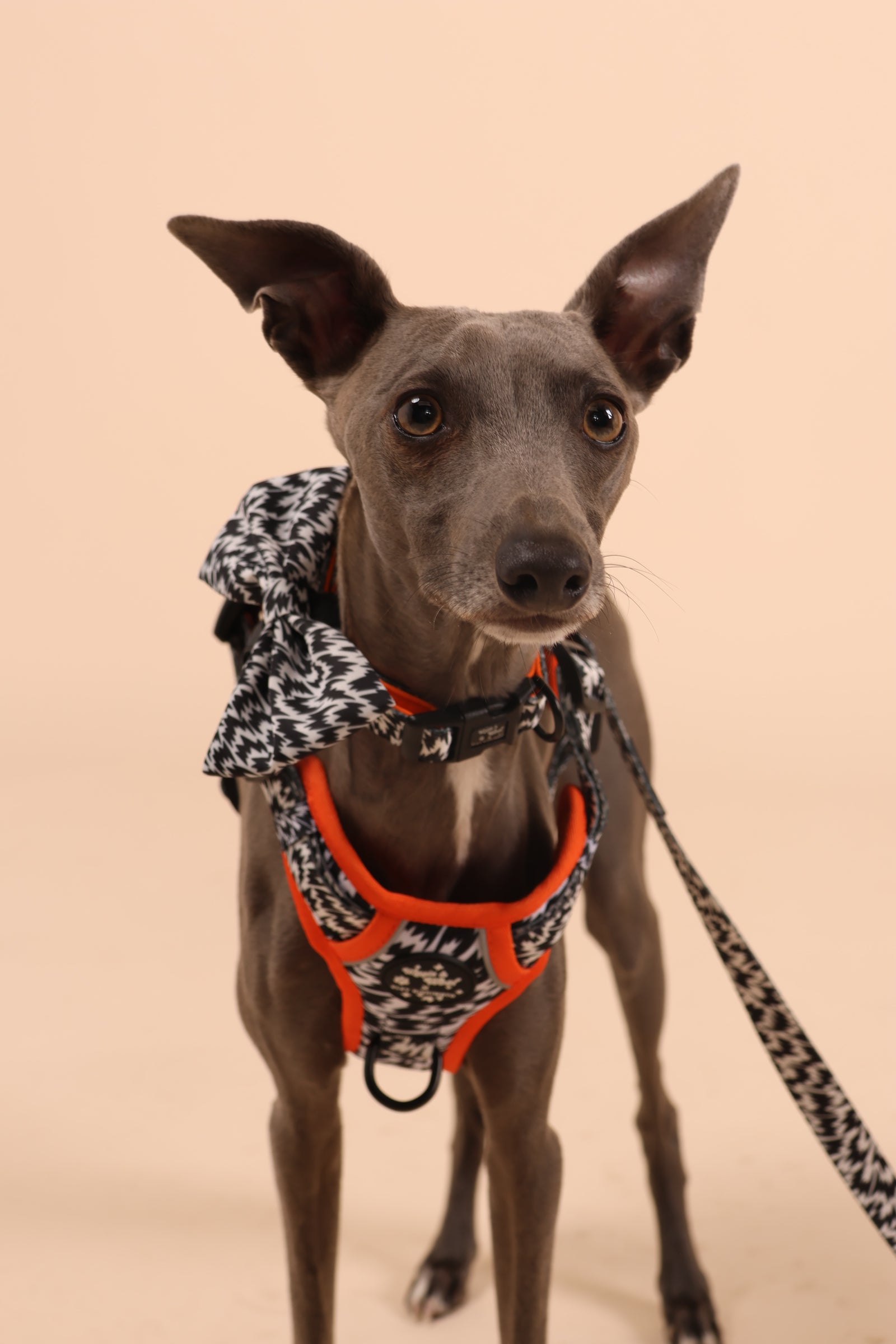 While & Woof x Eley Kishimoto Flash Bow Tie