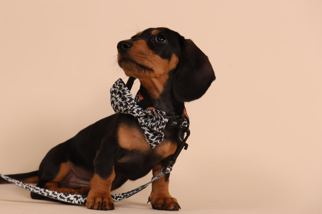 While & Woof x Eley Kishimoto Flash Bow Tie