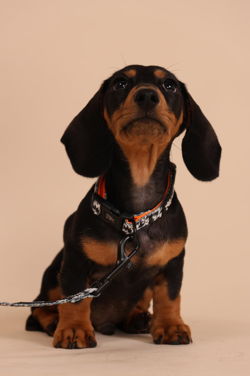 Wiggle & Woof x Eley Kishimoto Flash Adjustable Dog Collar