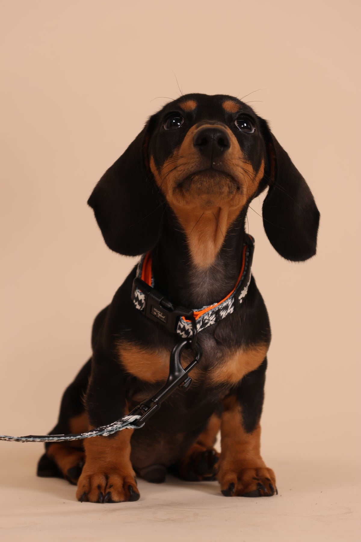 Wiggle & Woof x Eley Kishimoto Flash Adjustable Dog Collar