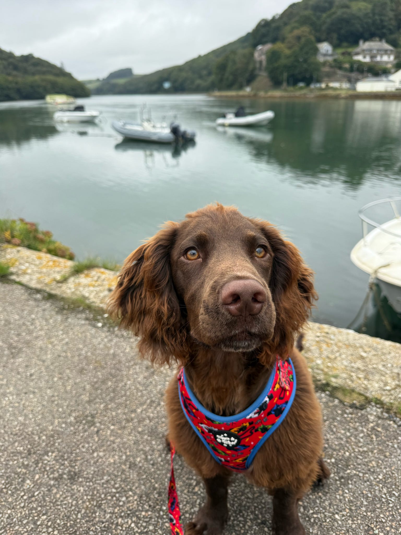 Pole Pawsition Full Set Bundle