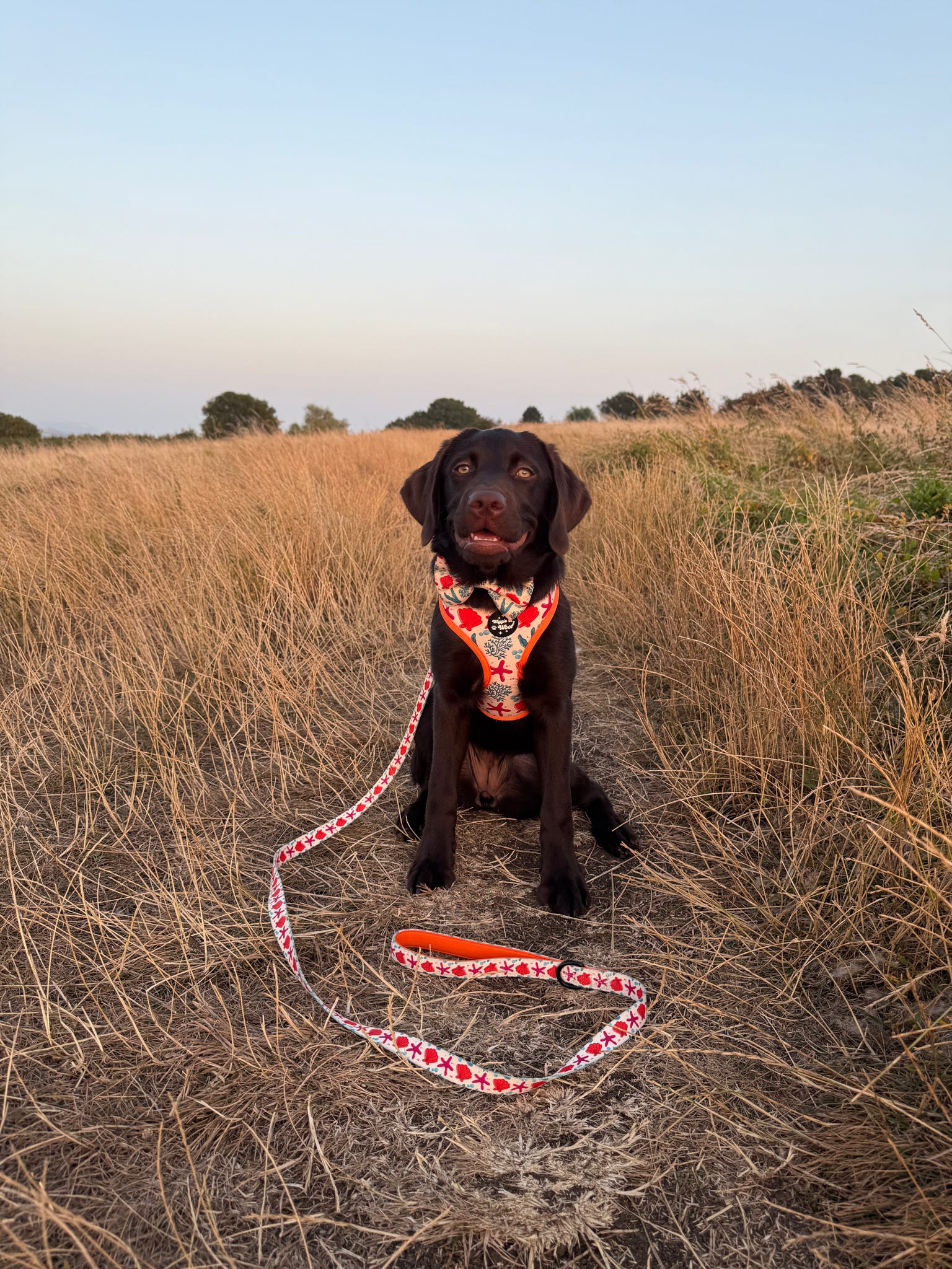 Coral Collection Full Set Bundle