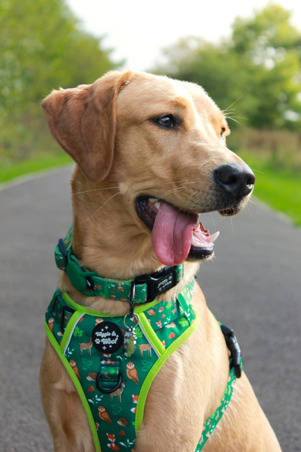 Woodland Wander Harness, Lead & Collar Bundle