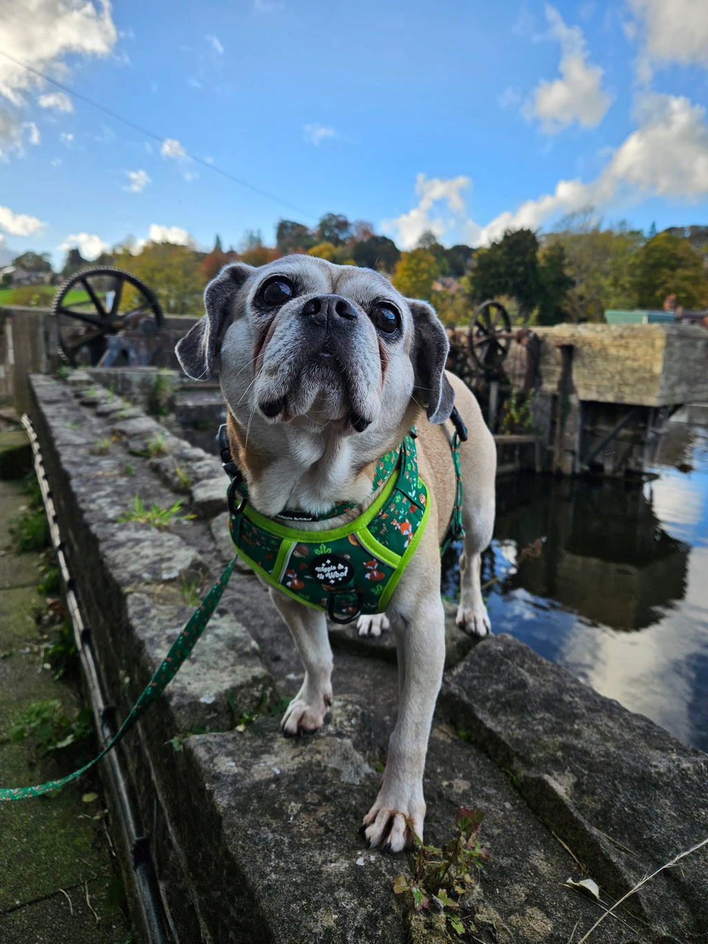 Woodland Wander 3-clip Adjustable Dog Harness with Handle