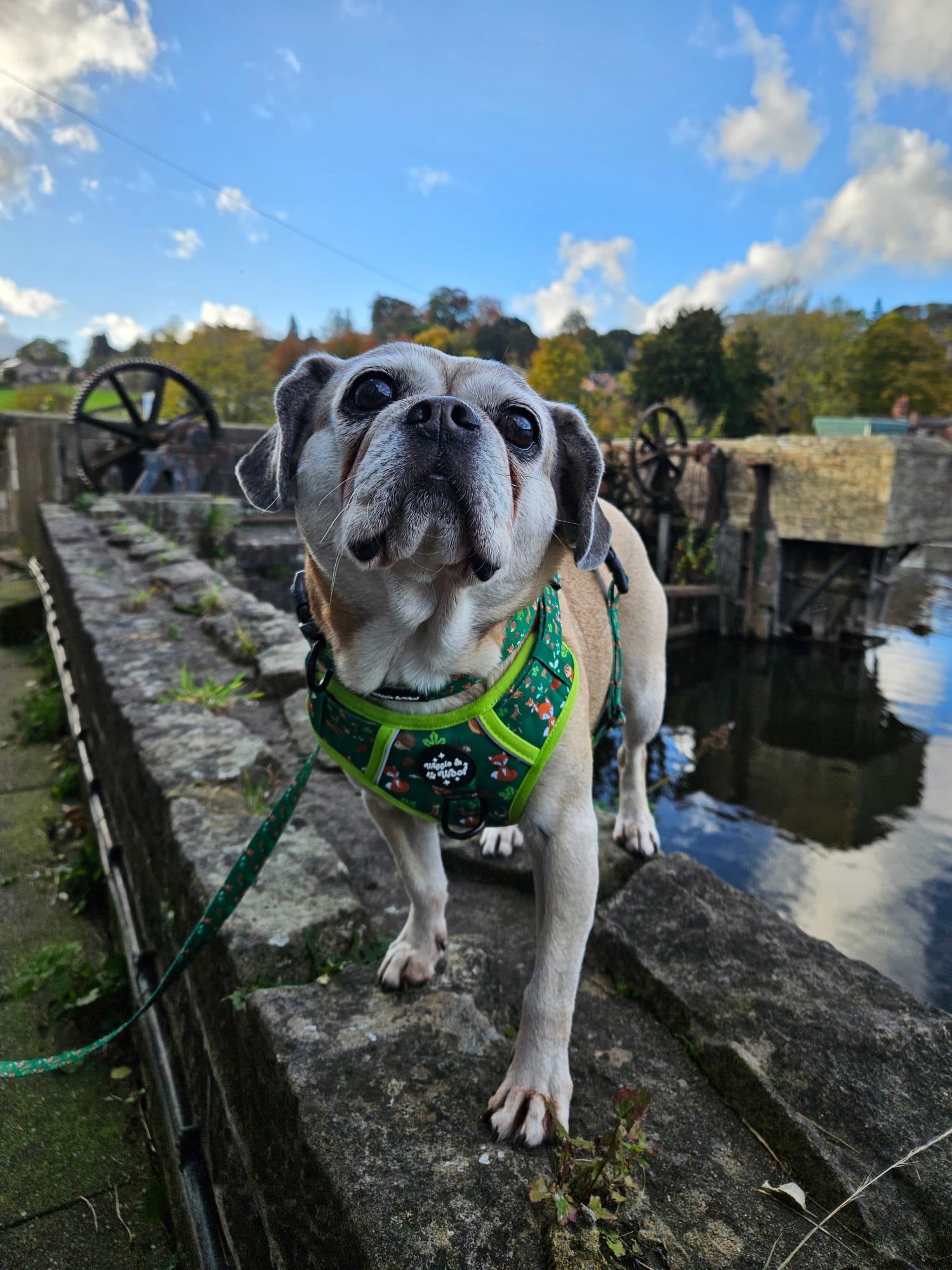 Woodland Wander 3-clip Adjustable Dog Harness with Handle