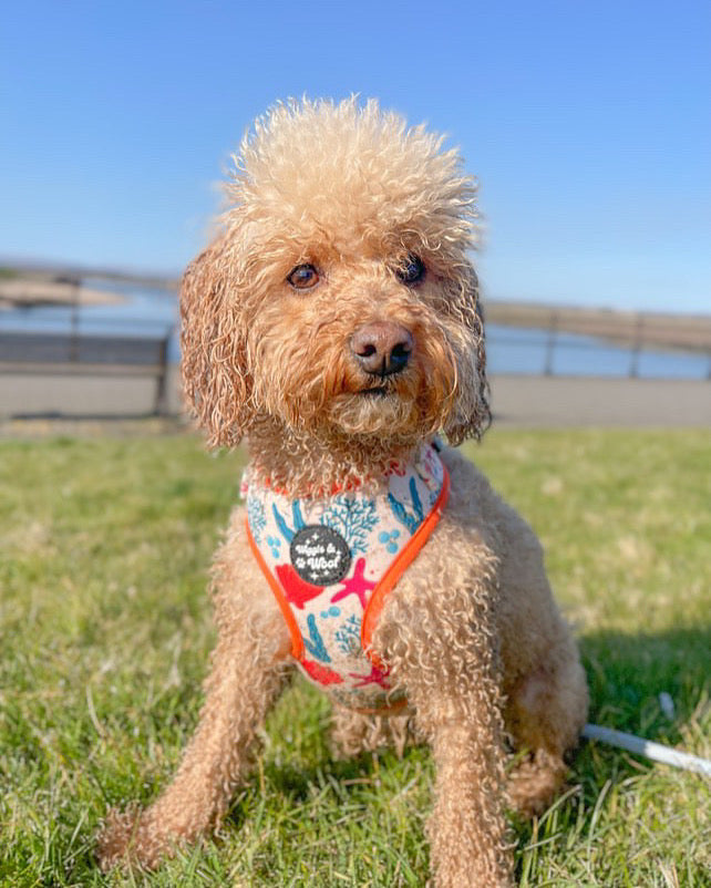 Coral Print Adjustable Neck Dog Harness