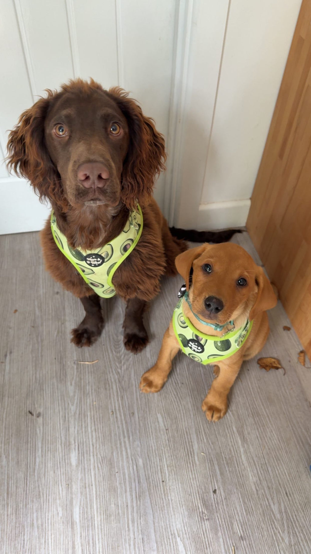 Avocado Crush Adjustable Neck Dog Harness