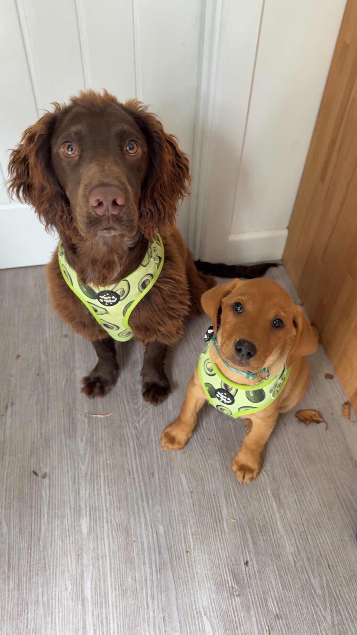 Avocado Crush Adjustable Neck Dog Harness