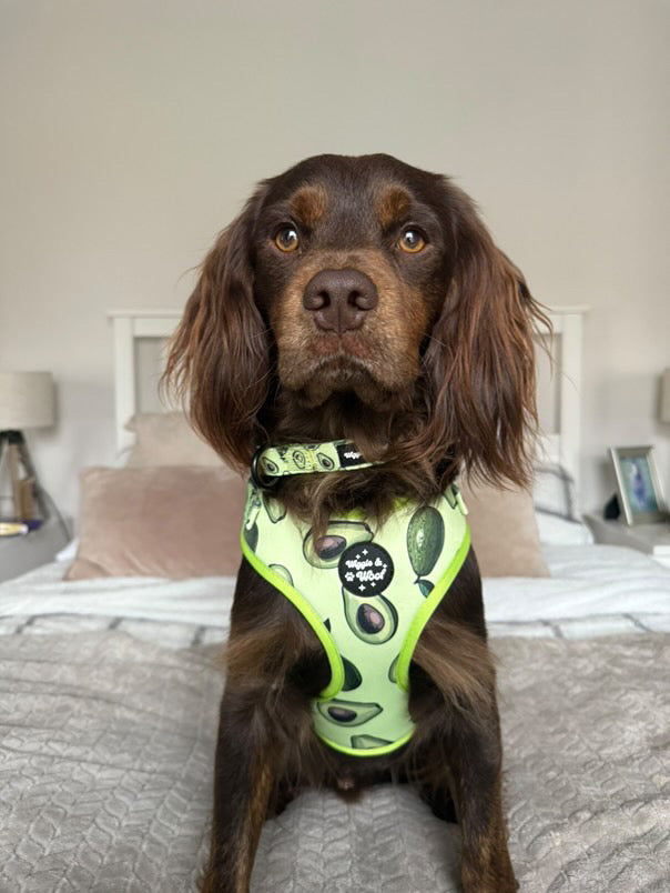 Avocado Crush Full Set Bundle