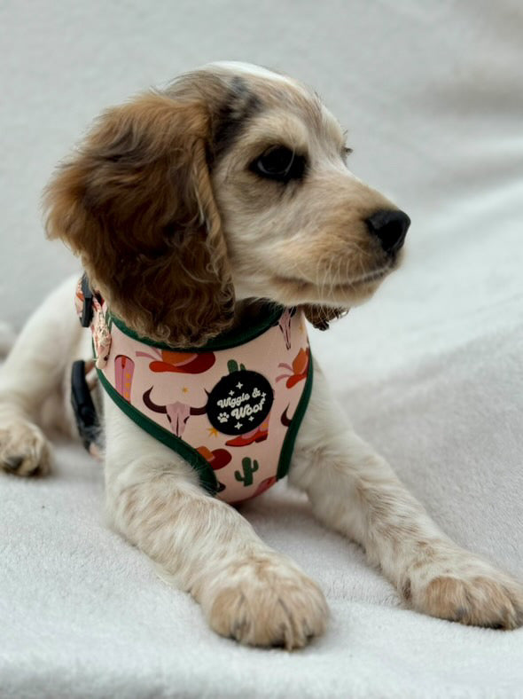First Rodeo Adjustable Neck Dog Harness