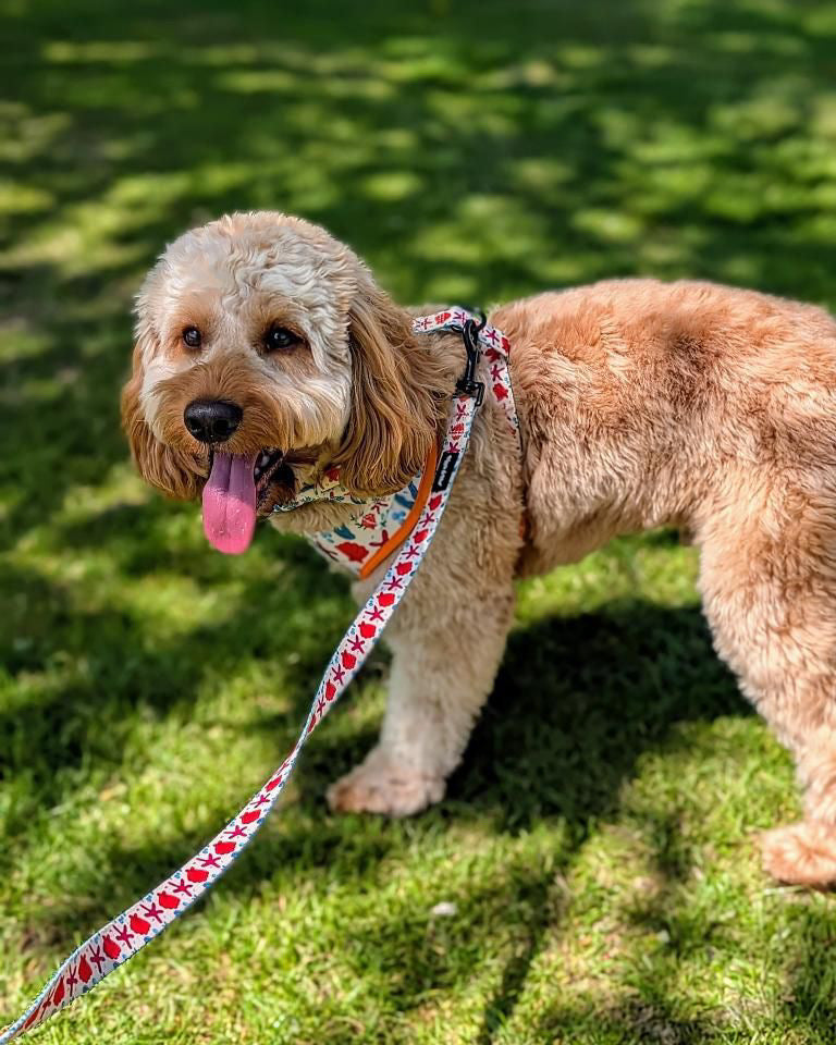 Coral Print Adjustable Neck Dog Harness