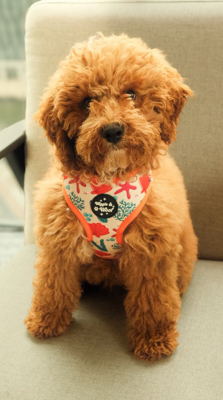 Coral Print Adjustable Neck Dog Harness