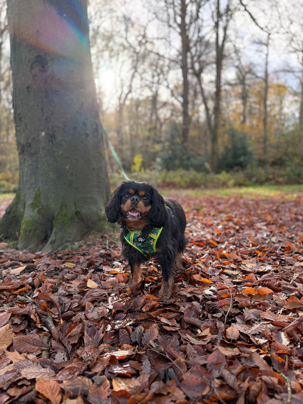 Woodland Wander 3-clip Adjustable Dog Harness with Handle
