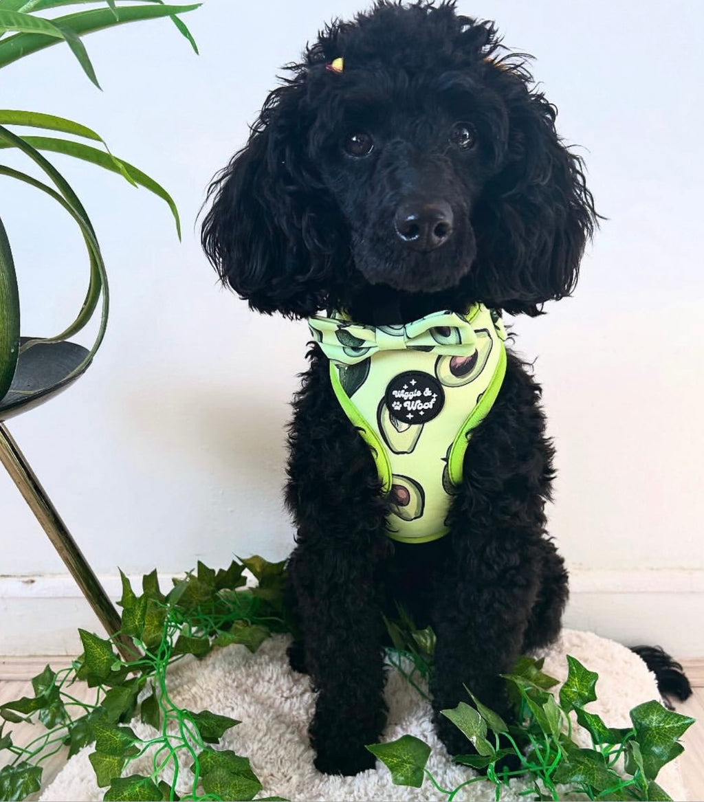 Avocado Crush Full Set Bundle