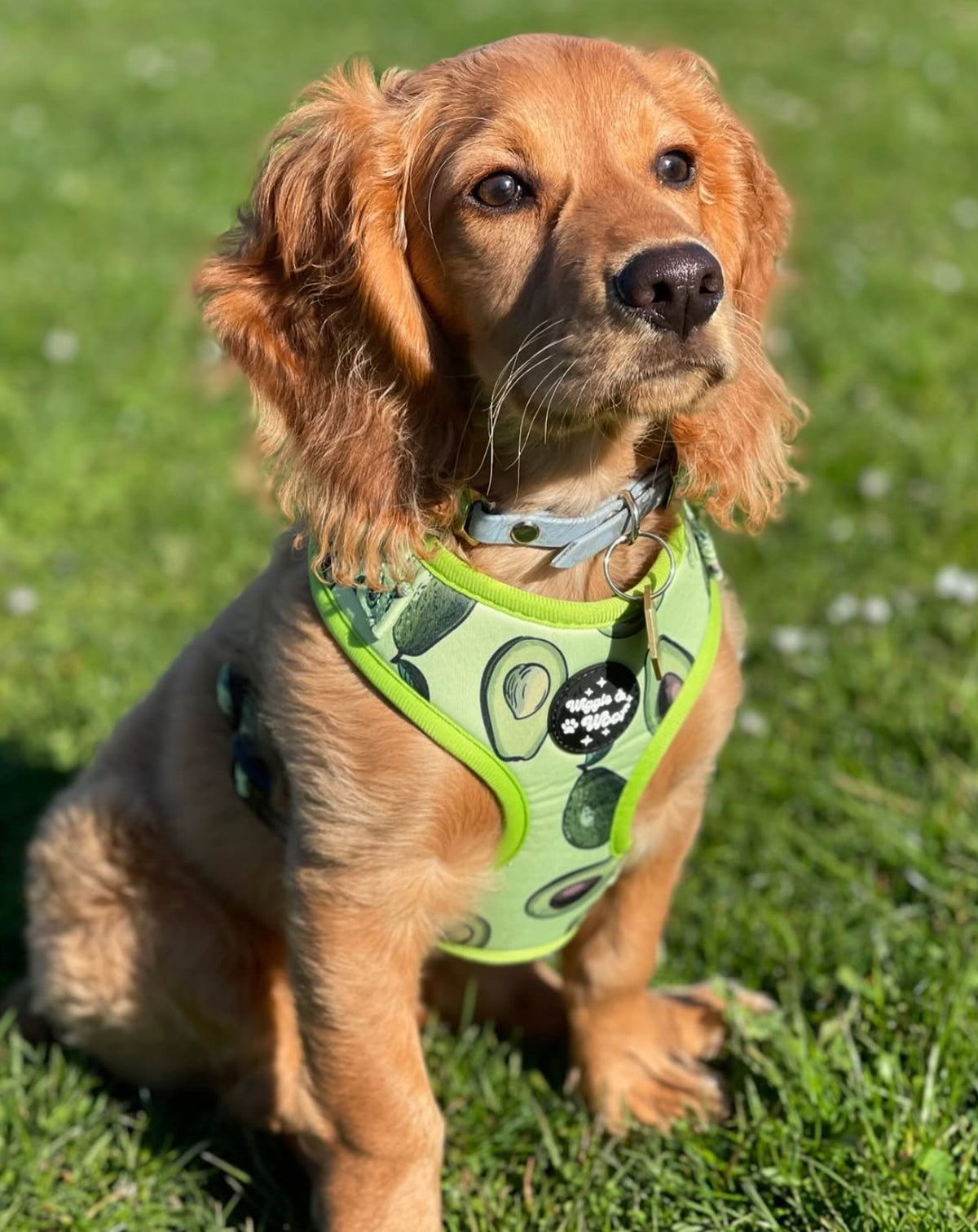 Avocado Crush Adjustable Neck Dog Harness