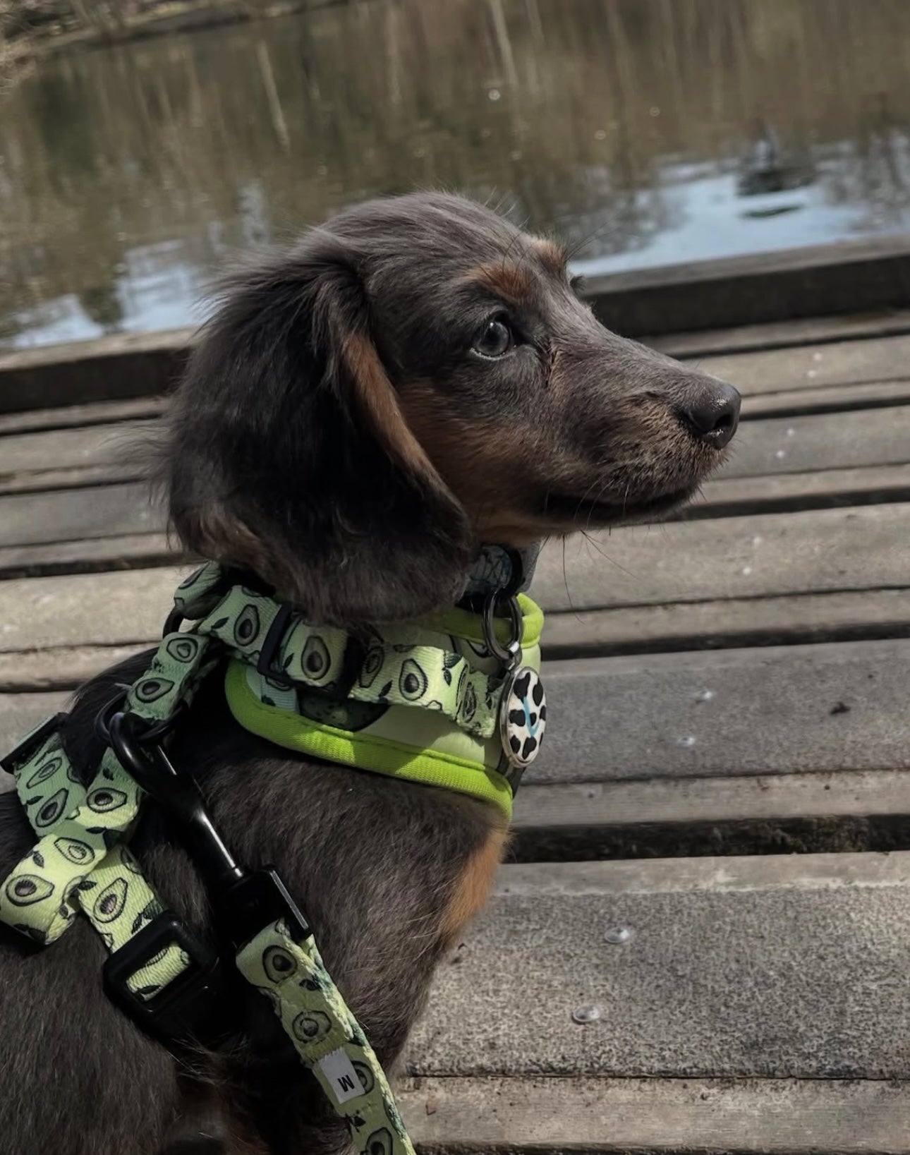 Avocado Crush Adjustable Neck Dog Harness