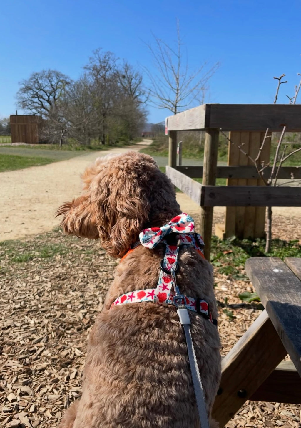 Coral Collection Full Set Bundle