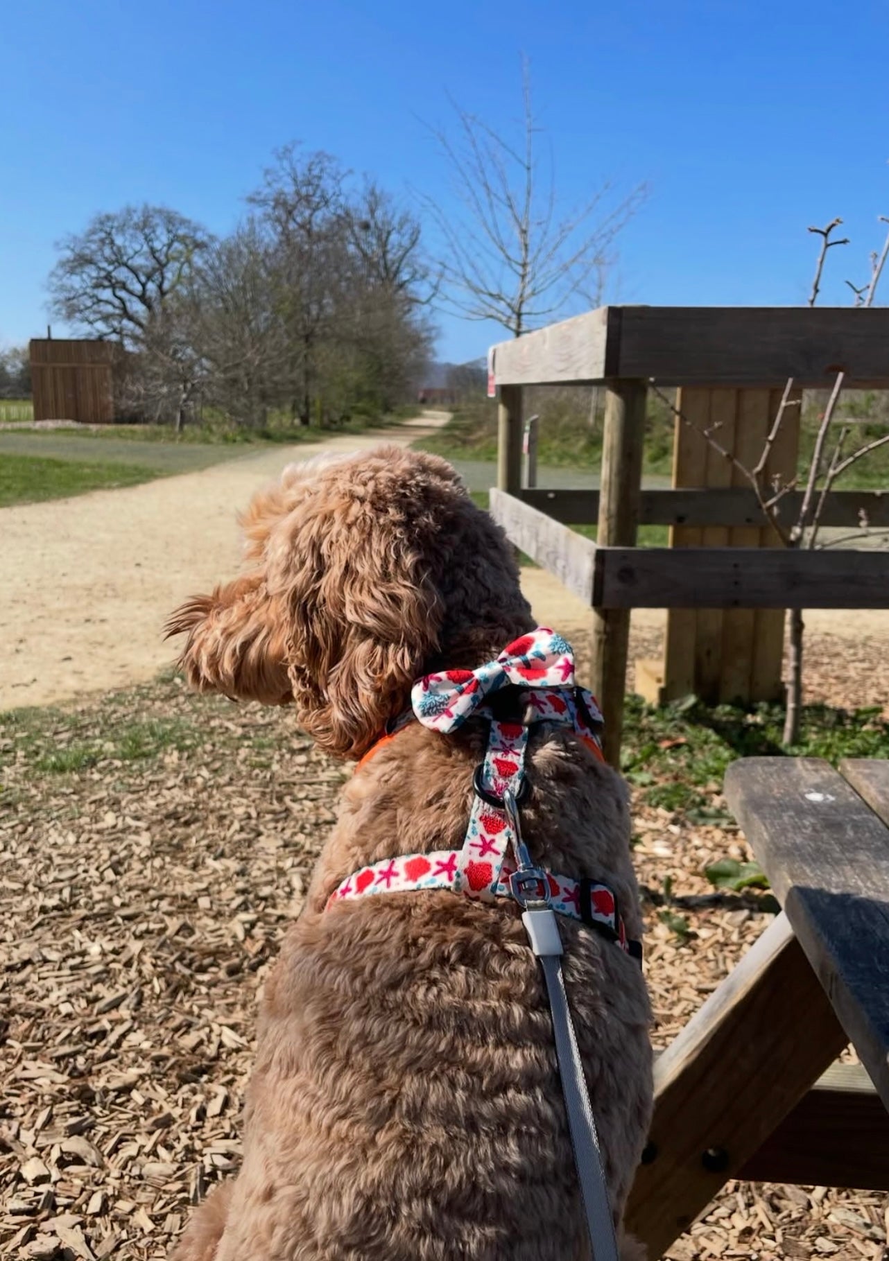 Coral Collection Full Set Bundle