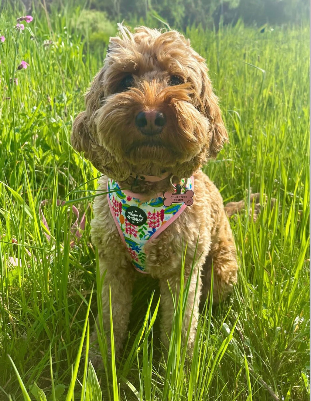 Meadow Muse Adjustable Neck Dog Harness