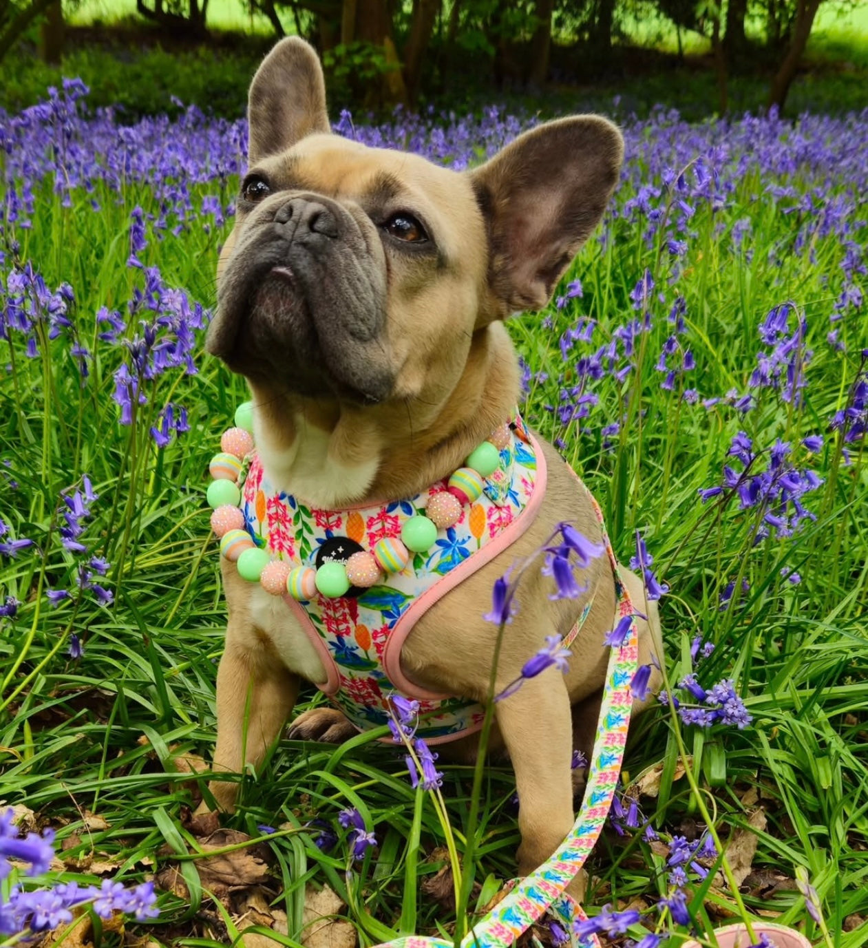 Meadow Muse Adjustable Neck Dog Harness