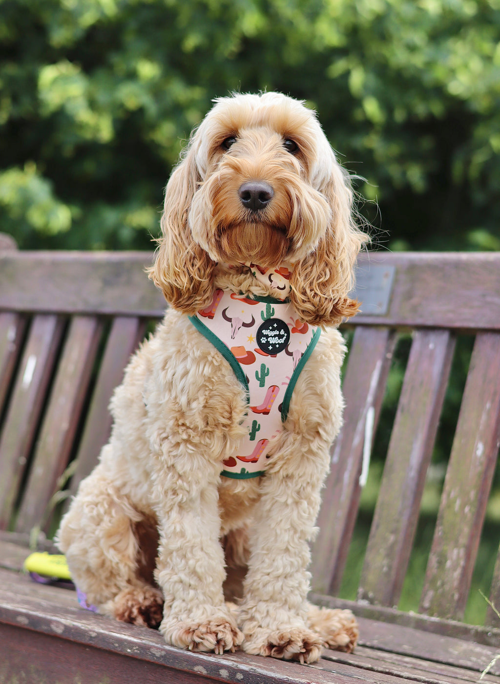 First Rodeo Adjustable Neck Dog Harness