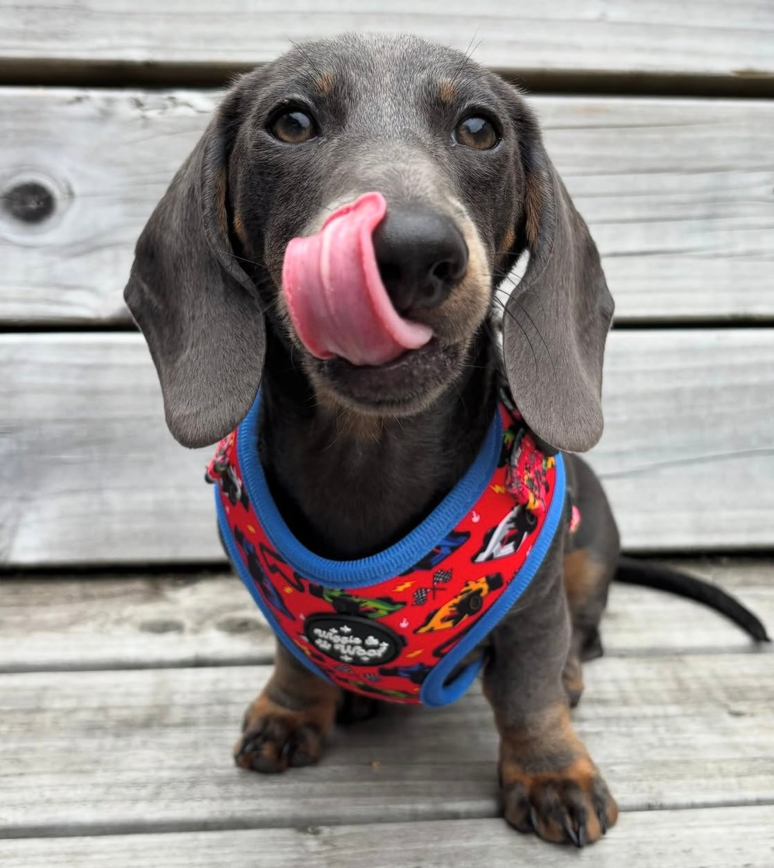 Pole Pawsition Adjustable Neck Harness