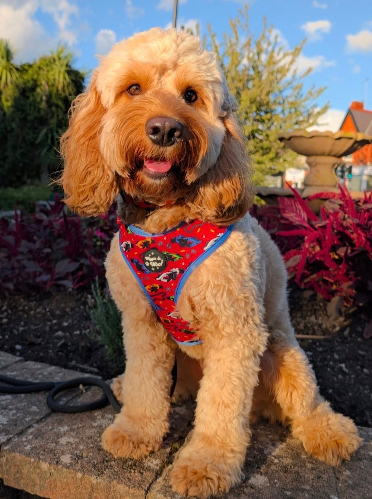 Pole Pawsition Adjustable Neck Harness