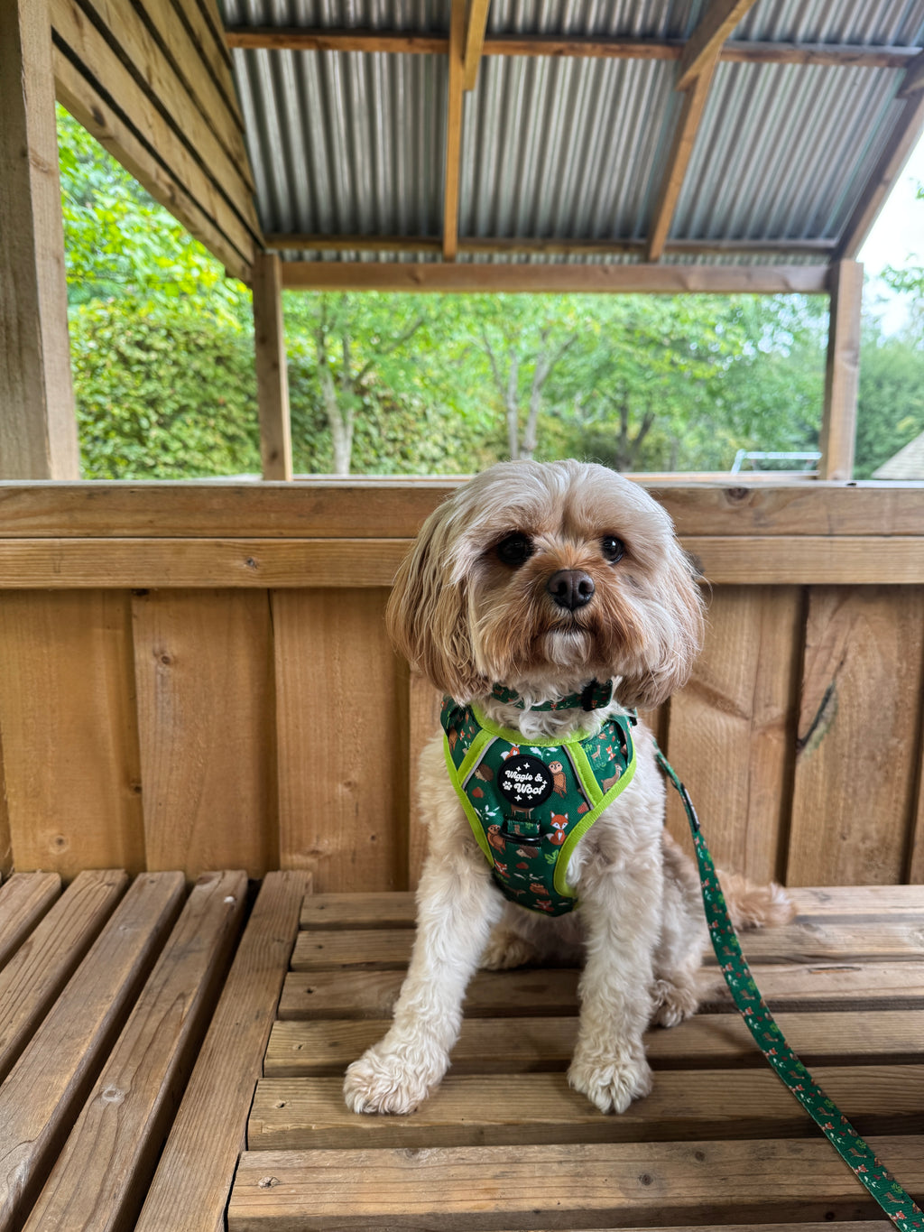 Woodland Wander Harness, Lead & Collar Bundle