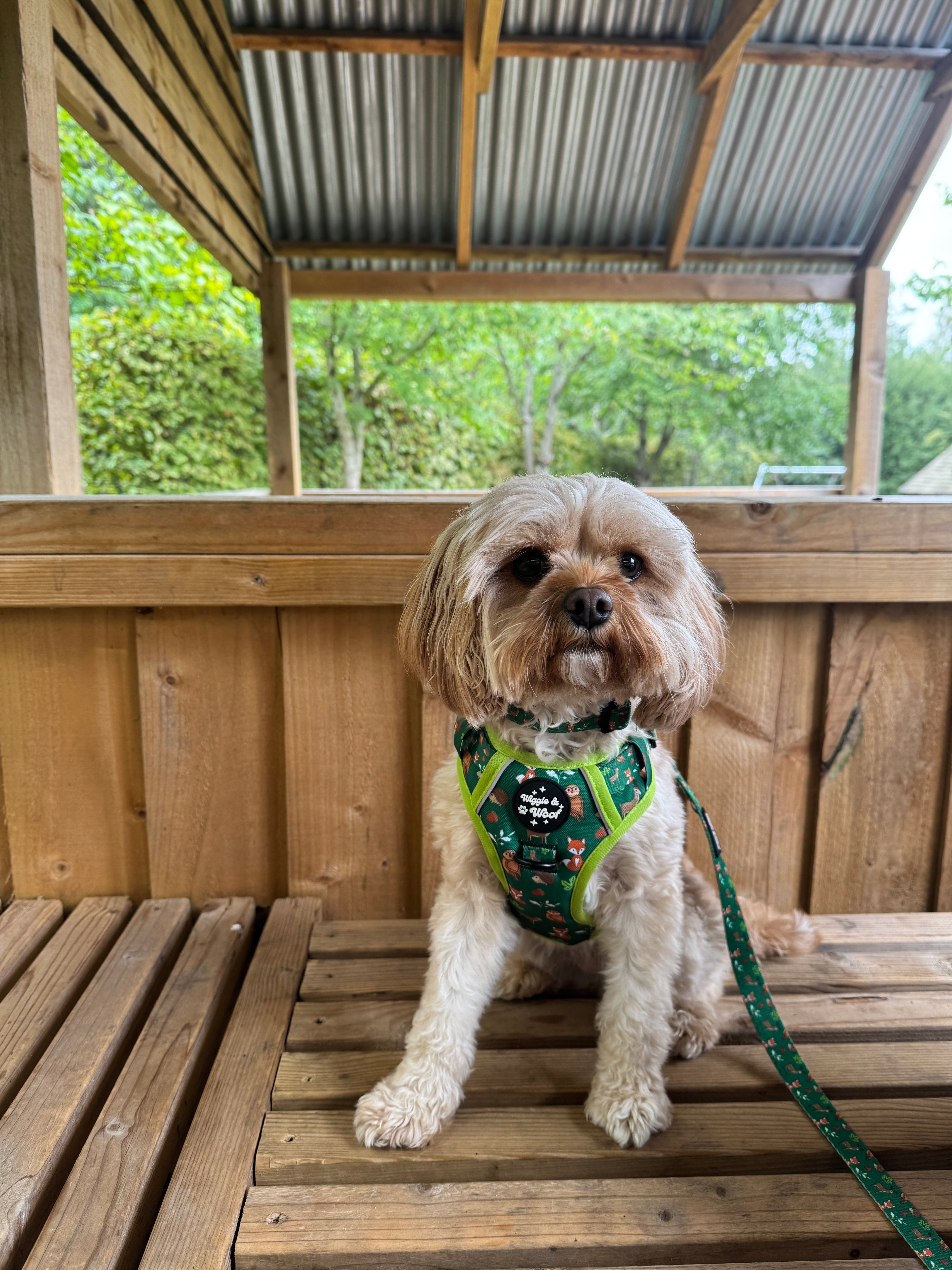 Woodland Wander Harness, Lead & Collar Bundle