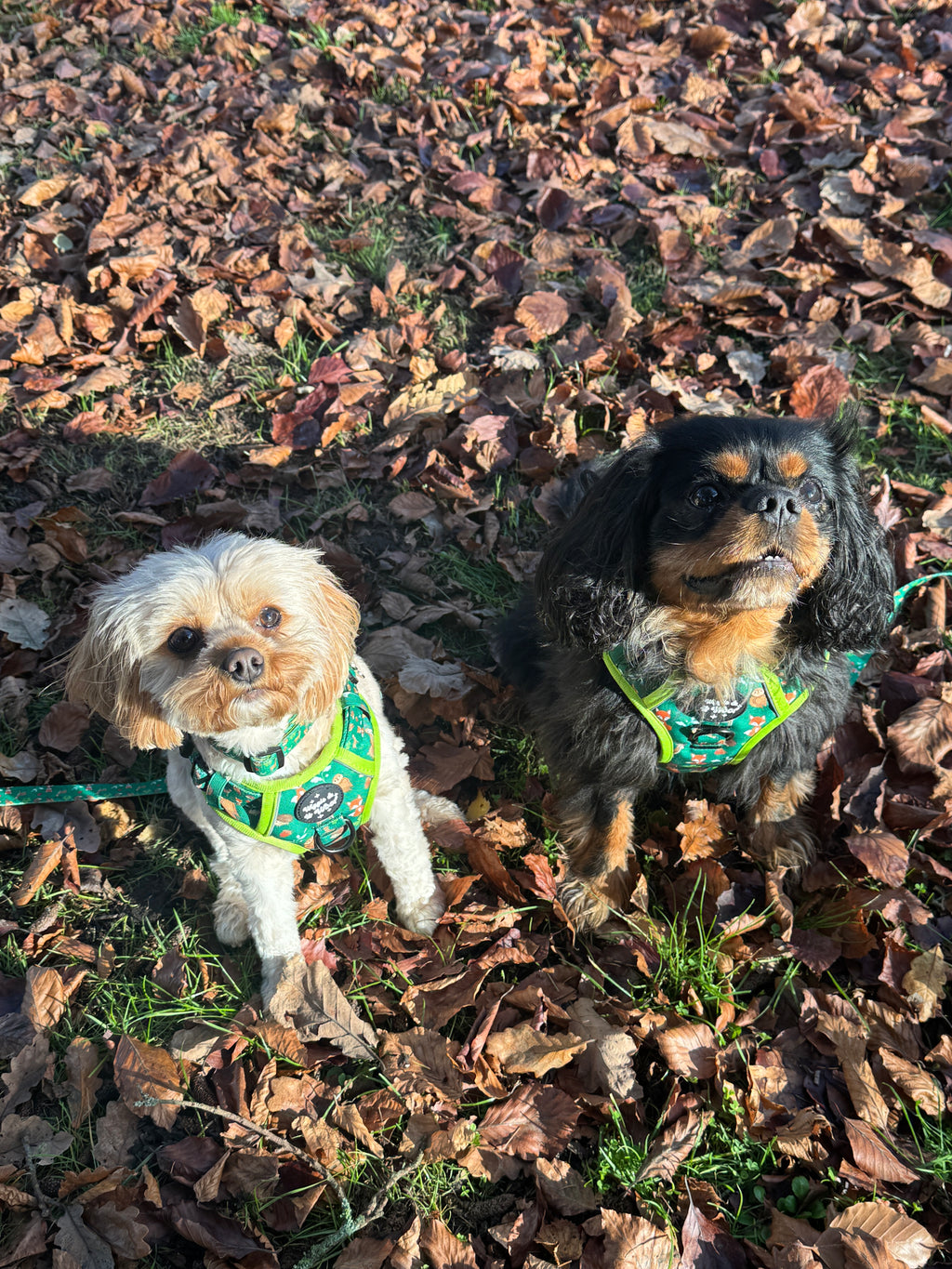 Woodland Wander Harness, Lead & Collar Bundle