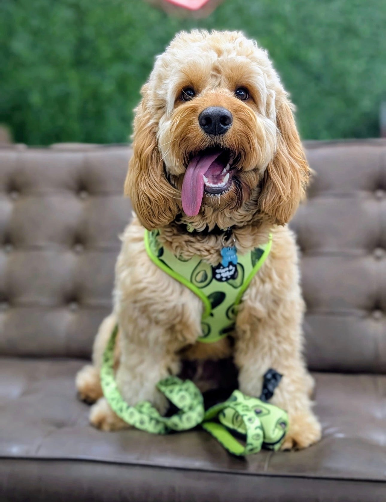 Avocado Crush Full Set Bundle