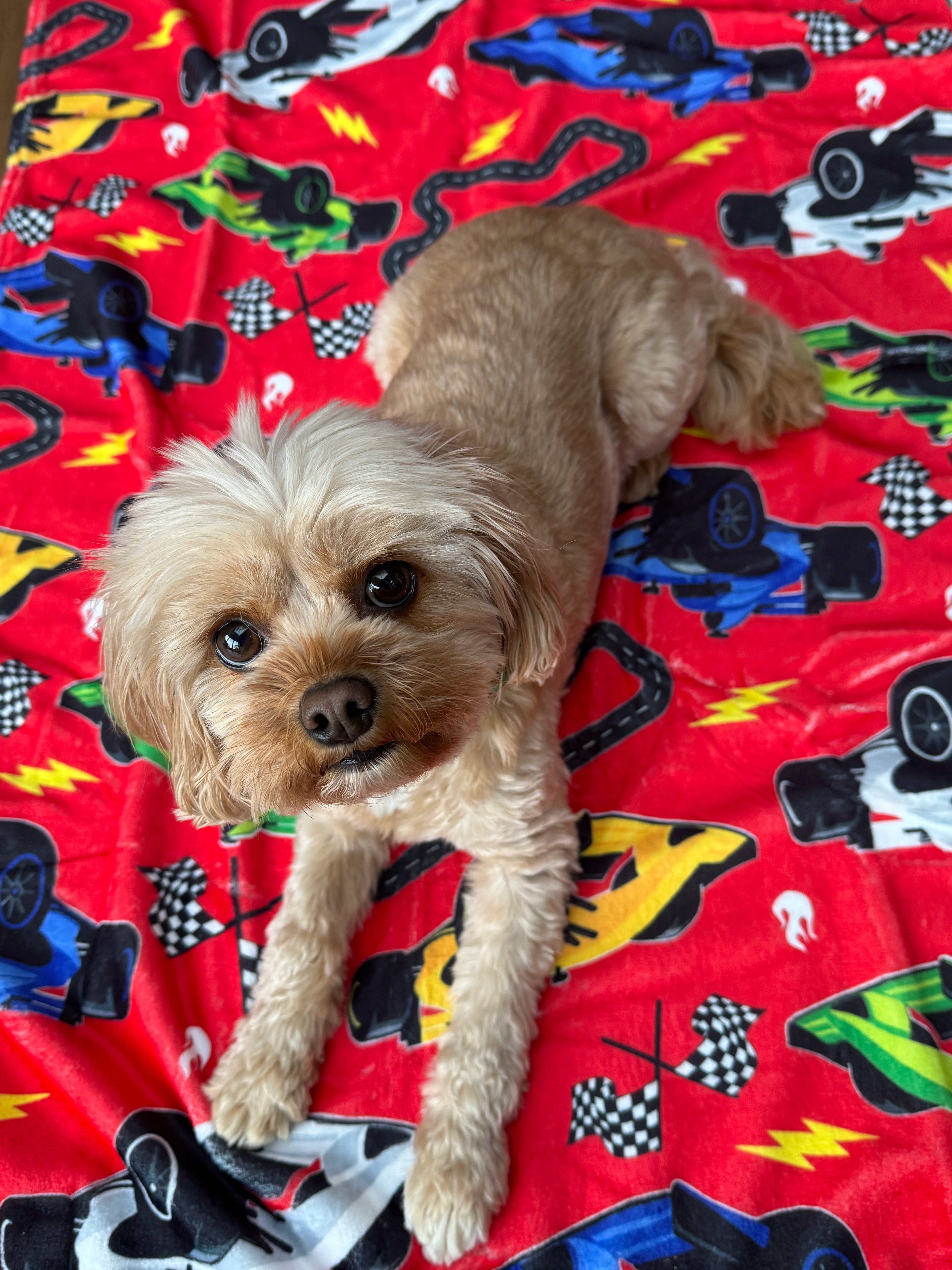 Pole Pawsition Blanket