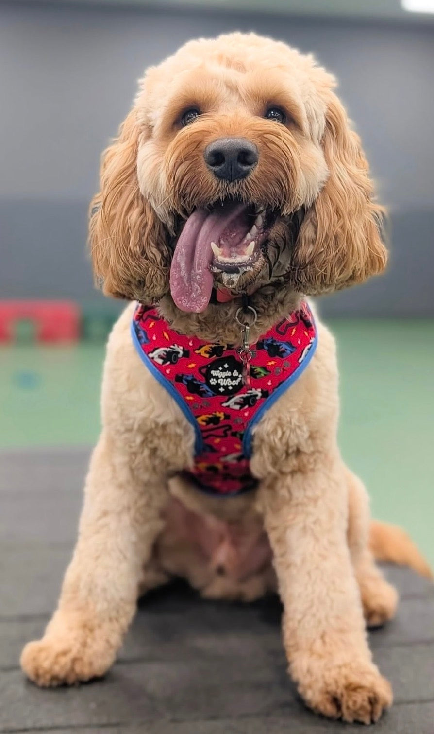 Pole Pawsition Full Set Bundle